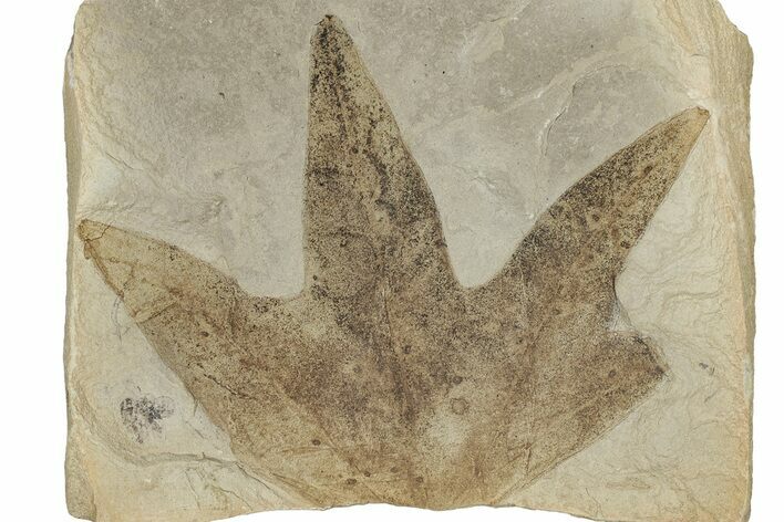 Fossil Sycamore (Macginitiea) Leaf - Green River Formation, Utah #356086
